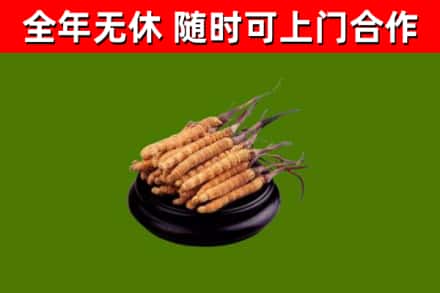 华龙区烟酒回收冬虫夏草.jpg
